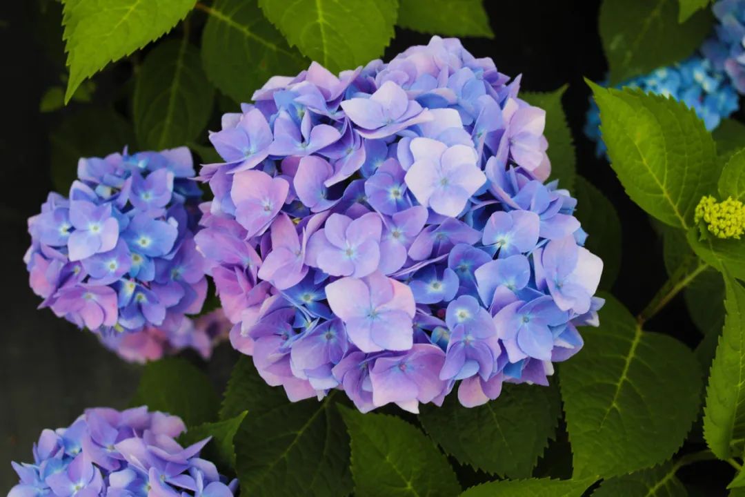 身边一抹蓝,最美蓝色绣球