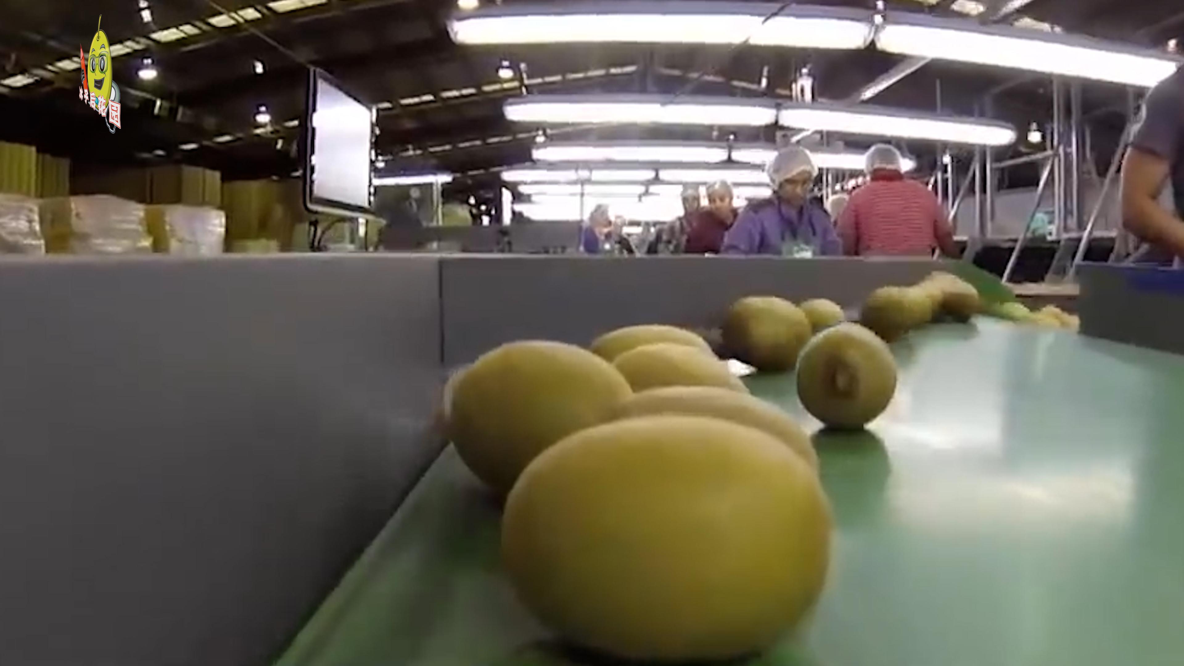 中国猕猴桃新西兰奇异果哪个好吃,中国猕猴桃和国外奇异果