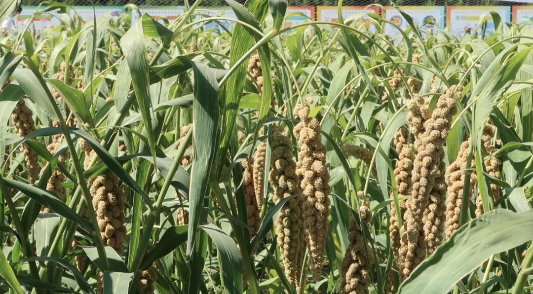 行走中轴线|祭天敬农：南中轴线上的两颗明珠