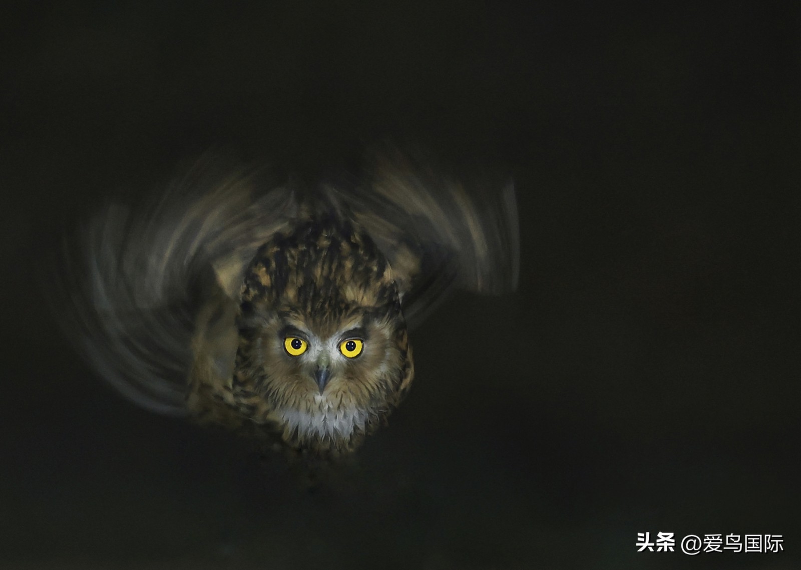 2024观鸟大年,观鸟大年介绍