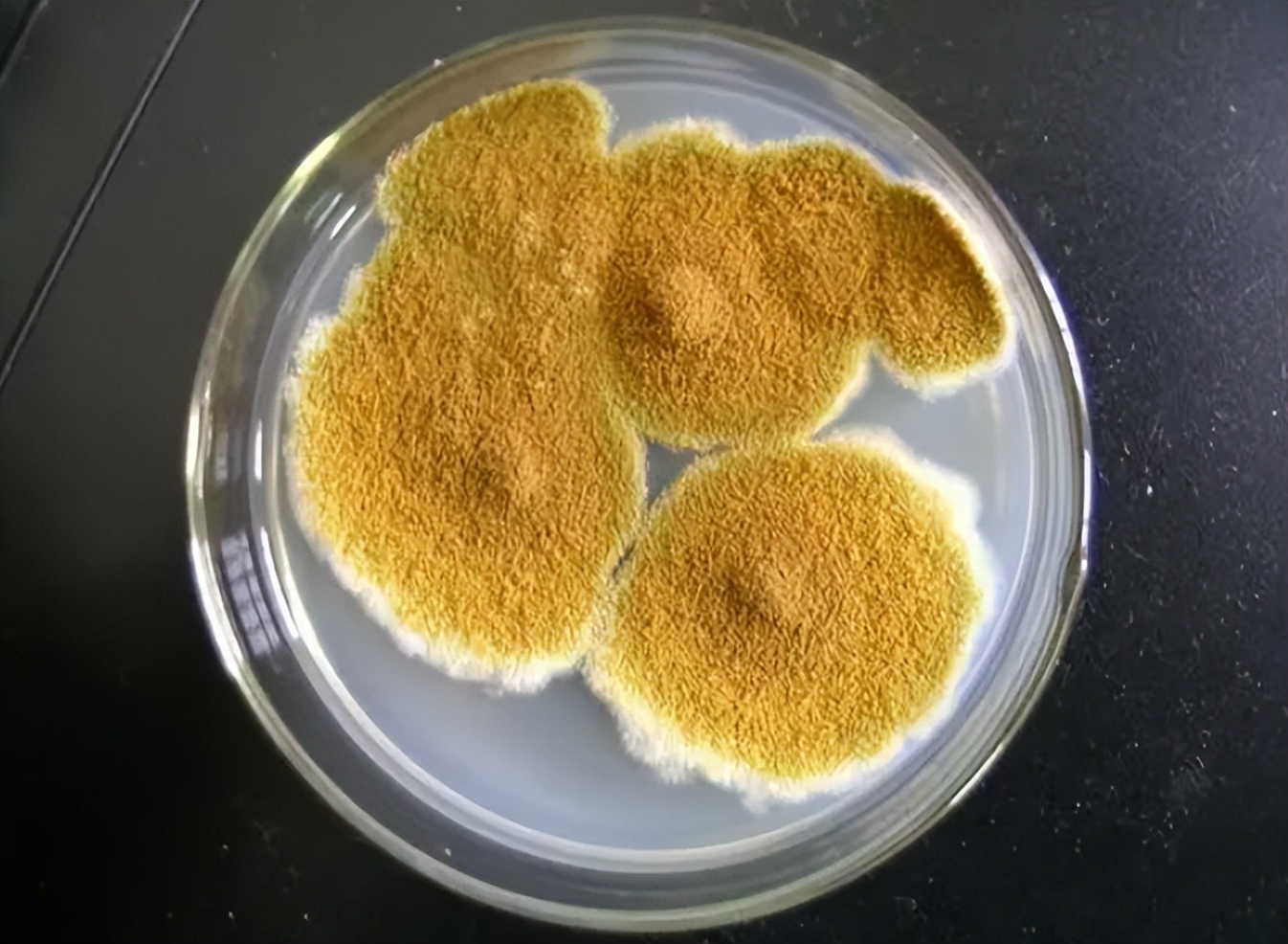 粮食中真菌的检测,粮食中真菌毒素检测的优缺点