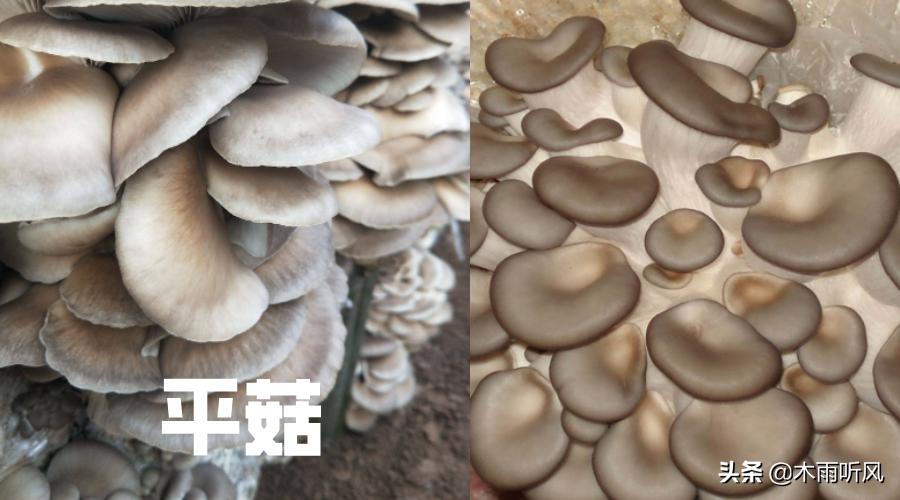 平菇接种后发现水分有点大怎么办,种植平菇要加什么肥料