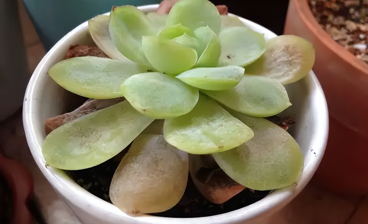 5种花浇不死浇水越多长得越旺,十种不能乱浇水的花