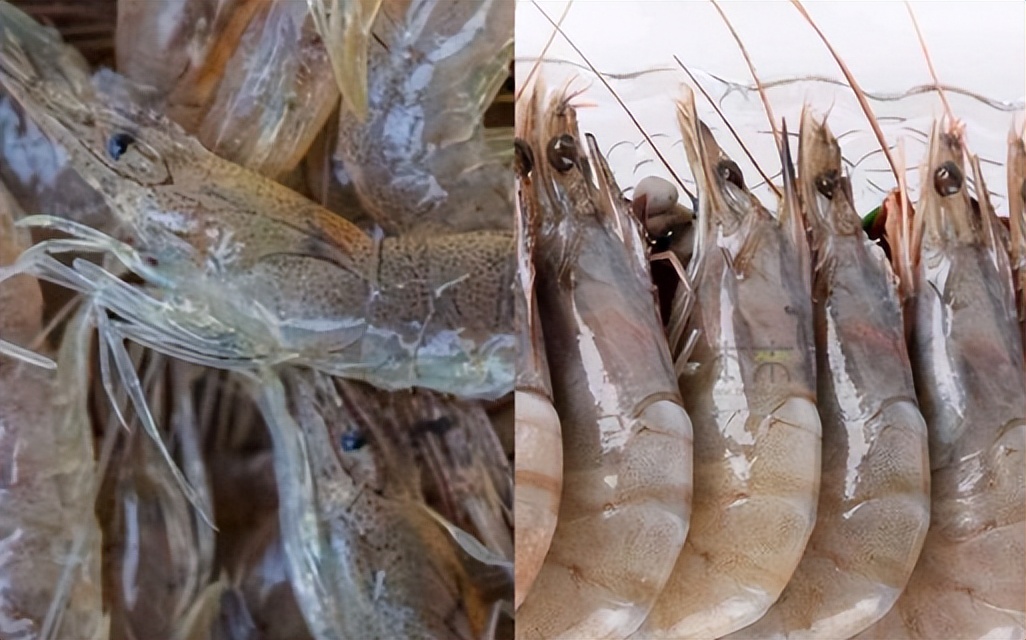 虾身上的虾线为什么不能吃,虾线到底是不是虾的粪便呢