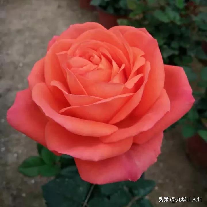 微型月季嫁接最佳品种,丰花微型月季品种有哪些