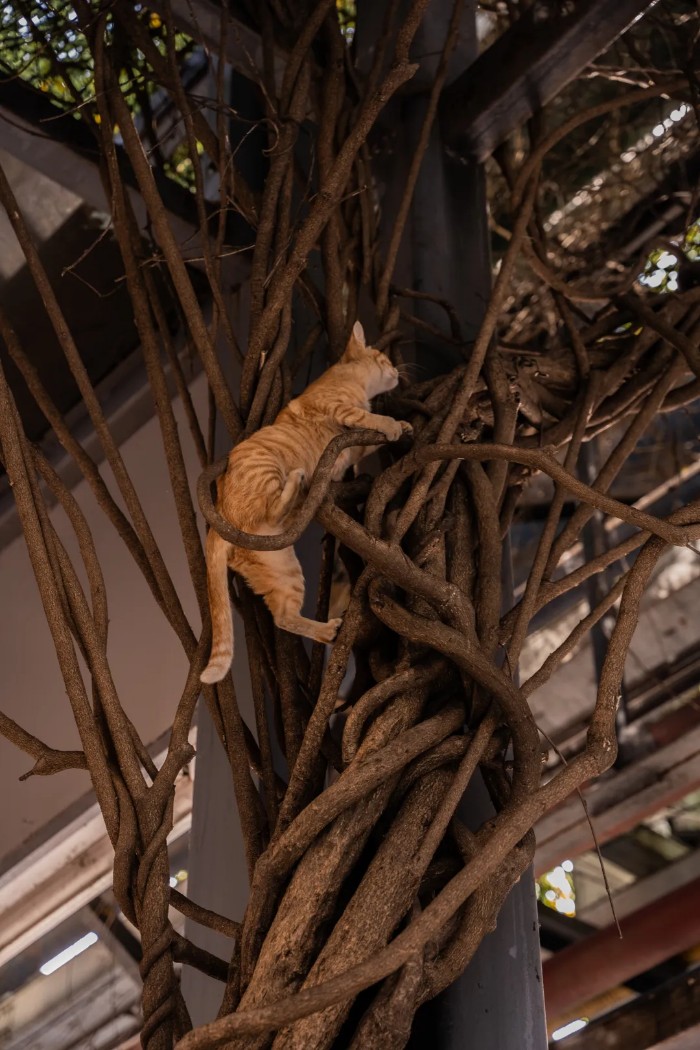 蚂蚁王国疯狂动物城,疯狂动物城初级版