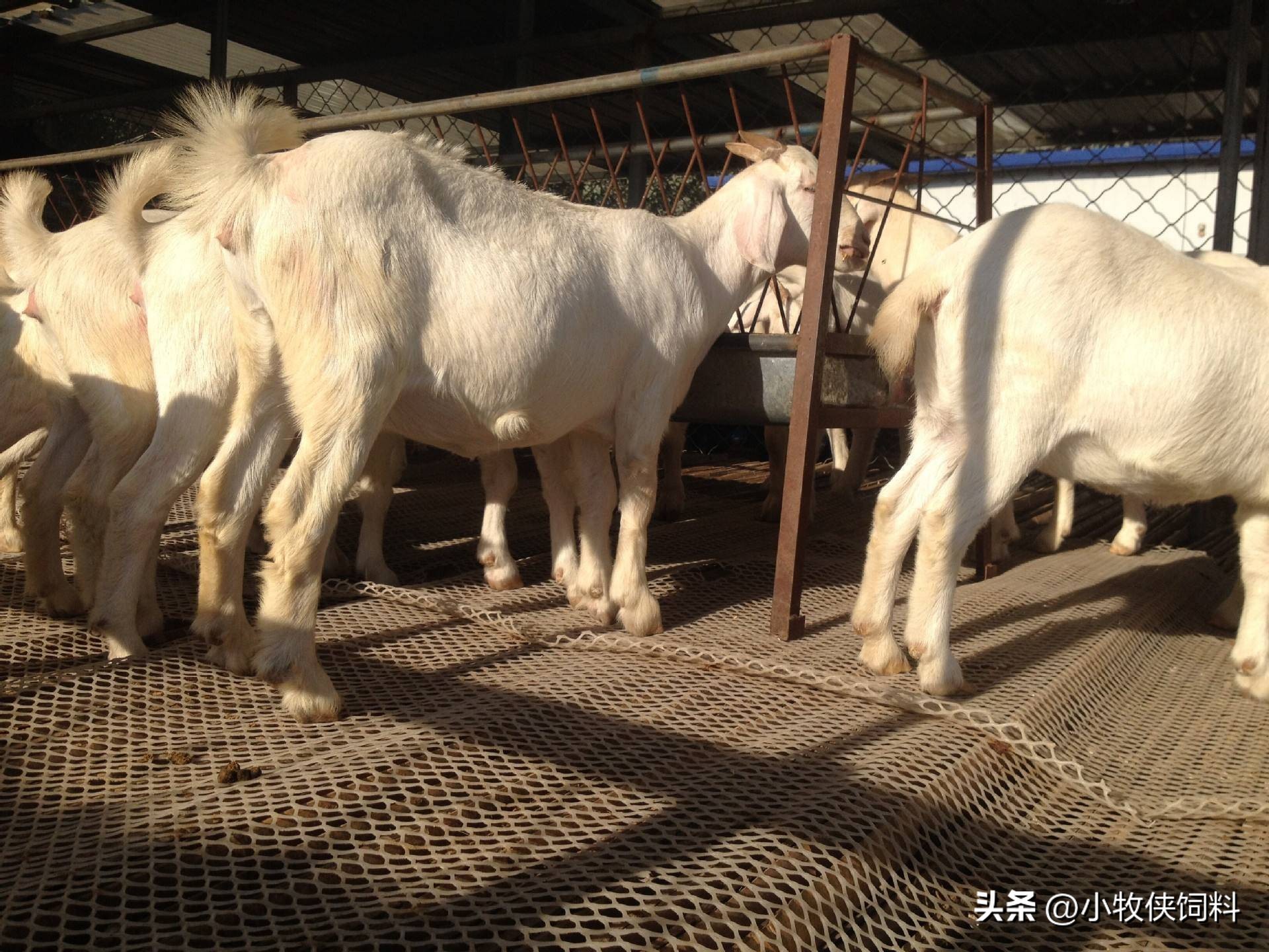 羊身上长脓包是怎么回事,羊身上长脓包是什么原因造成的