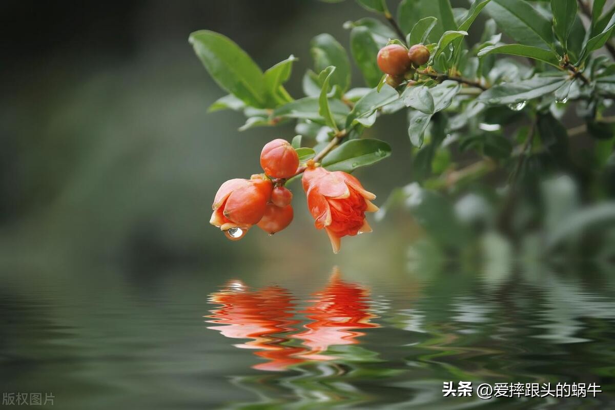 十二花神图谱完整版,工笔画十二花神欣赏