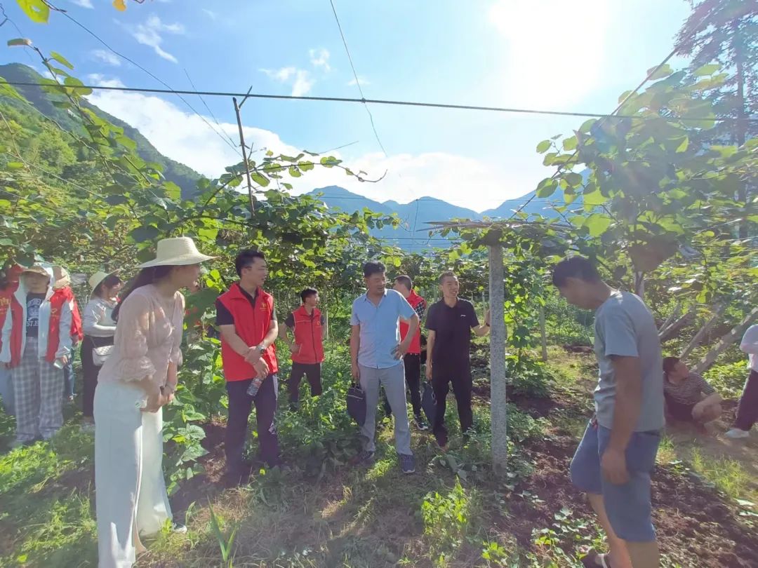五峰：【乡村振兴】“猕”生情缘，家门口的致富经！