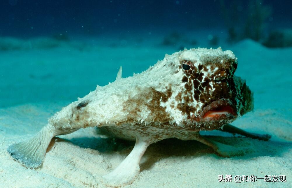 青蛙透明血管,青蛙有无血管