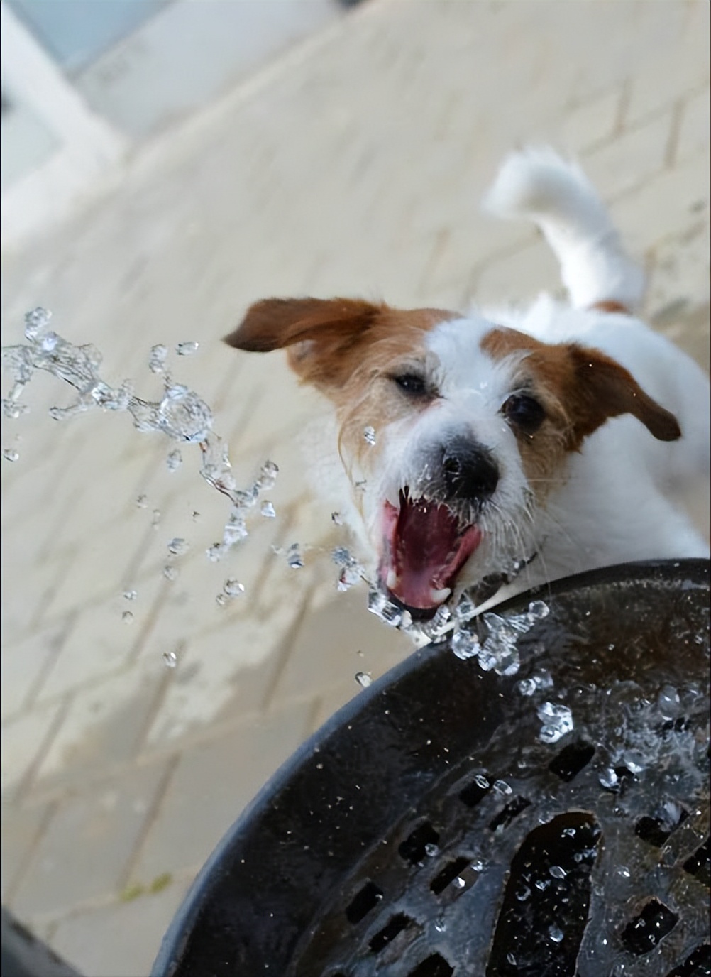 夏日养狗避坑指南,夏天如何养狗