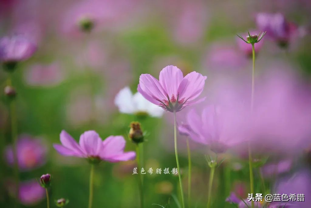 摄影波斯菊花海,上虞城南江上花海