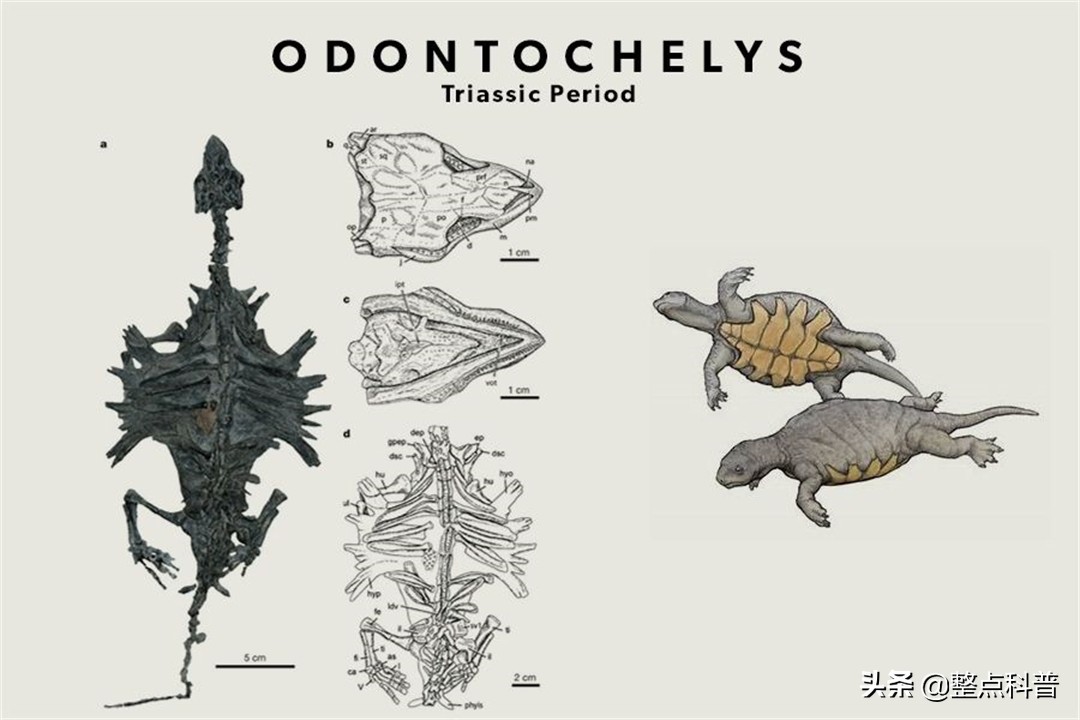 进化论的终极bug,进化论最致命的bug有哪些