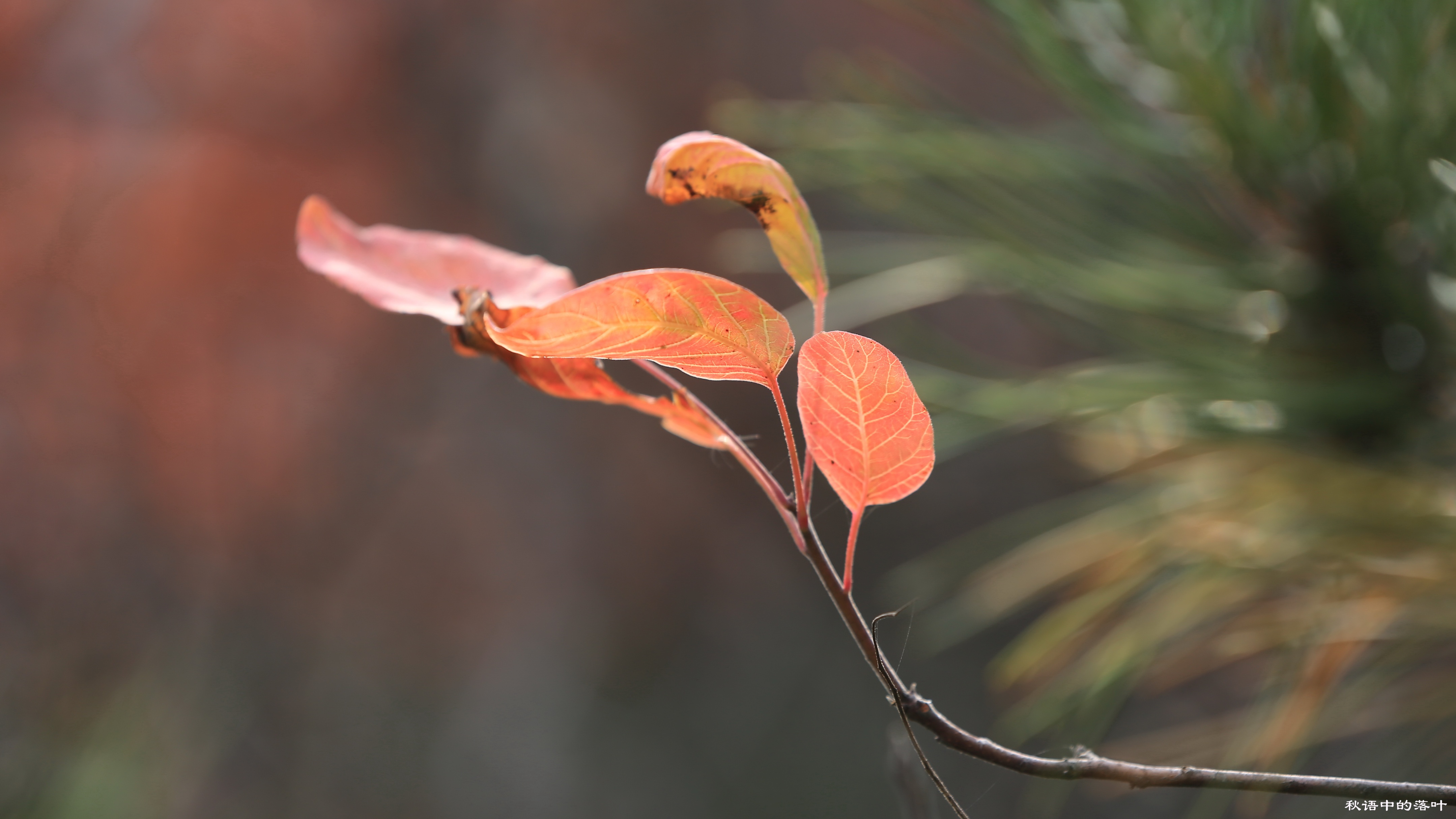 药王谷风景区赏花,快趁着秋天来打卡慕田峪看红叶呀