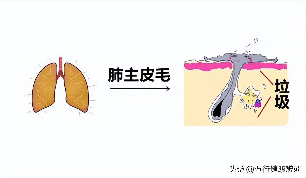 肺为肾之母中医解析,肺为五脏之阳脾为五脾之阴