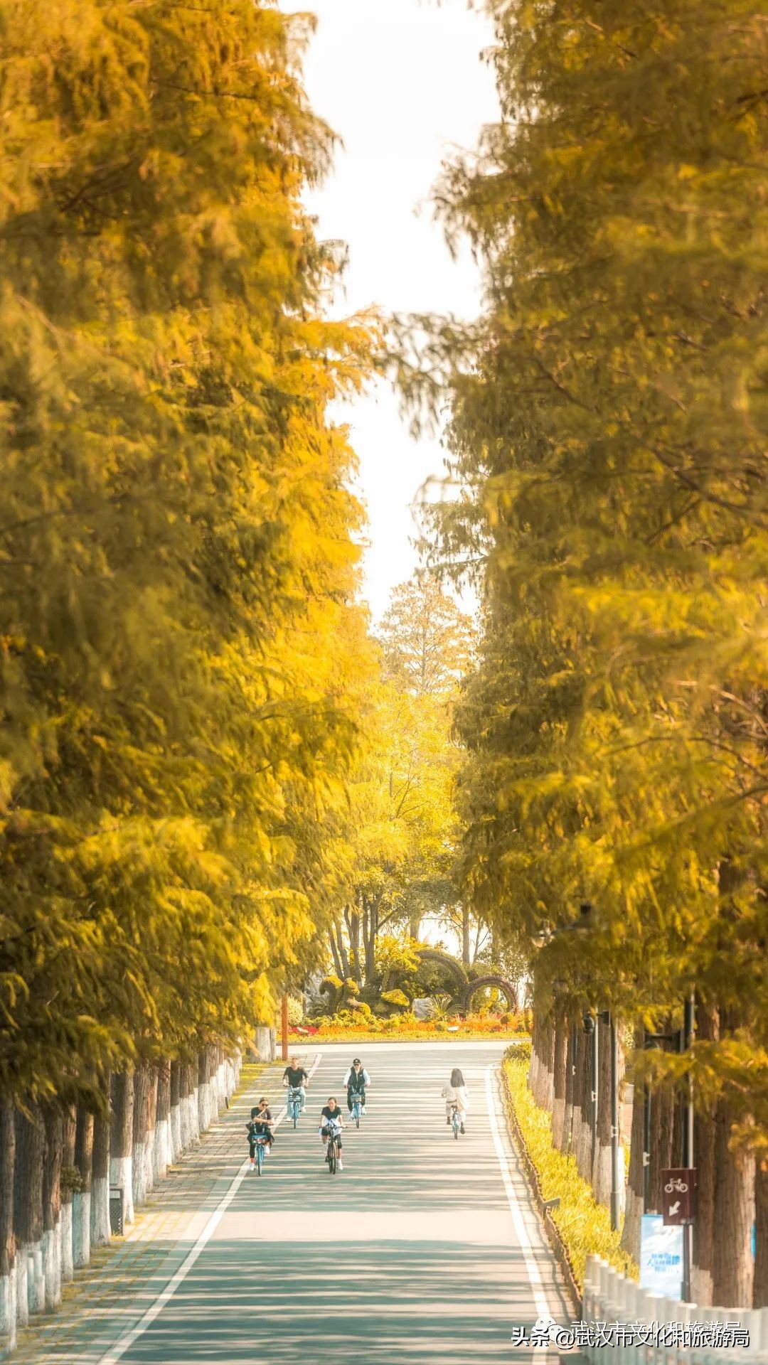 明天出太阳，到东湖捡叶子去！