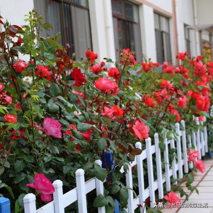 靖远四中校园图片,靖远四中校园风景