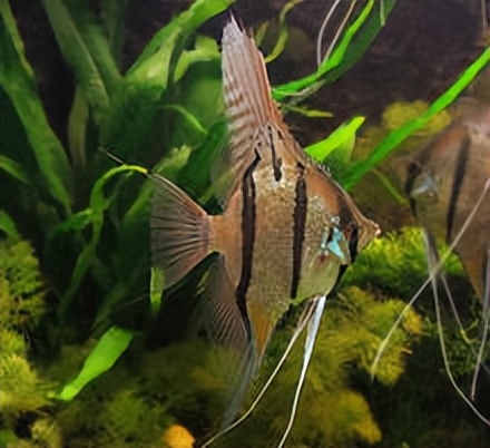 神仙鱼，你们认识吗？