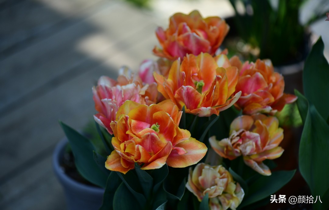 河马花园最耐阴植物,最漂亮的花园里的郁金香