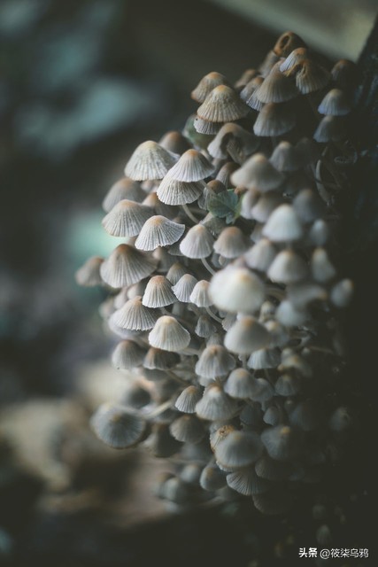 千万不要把老实人惹急了完整版,千万别把老实人惹急眼了