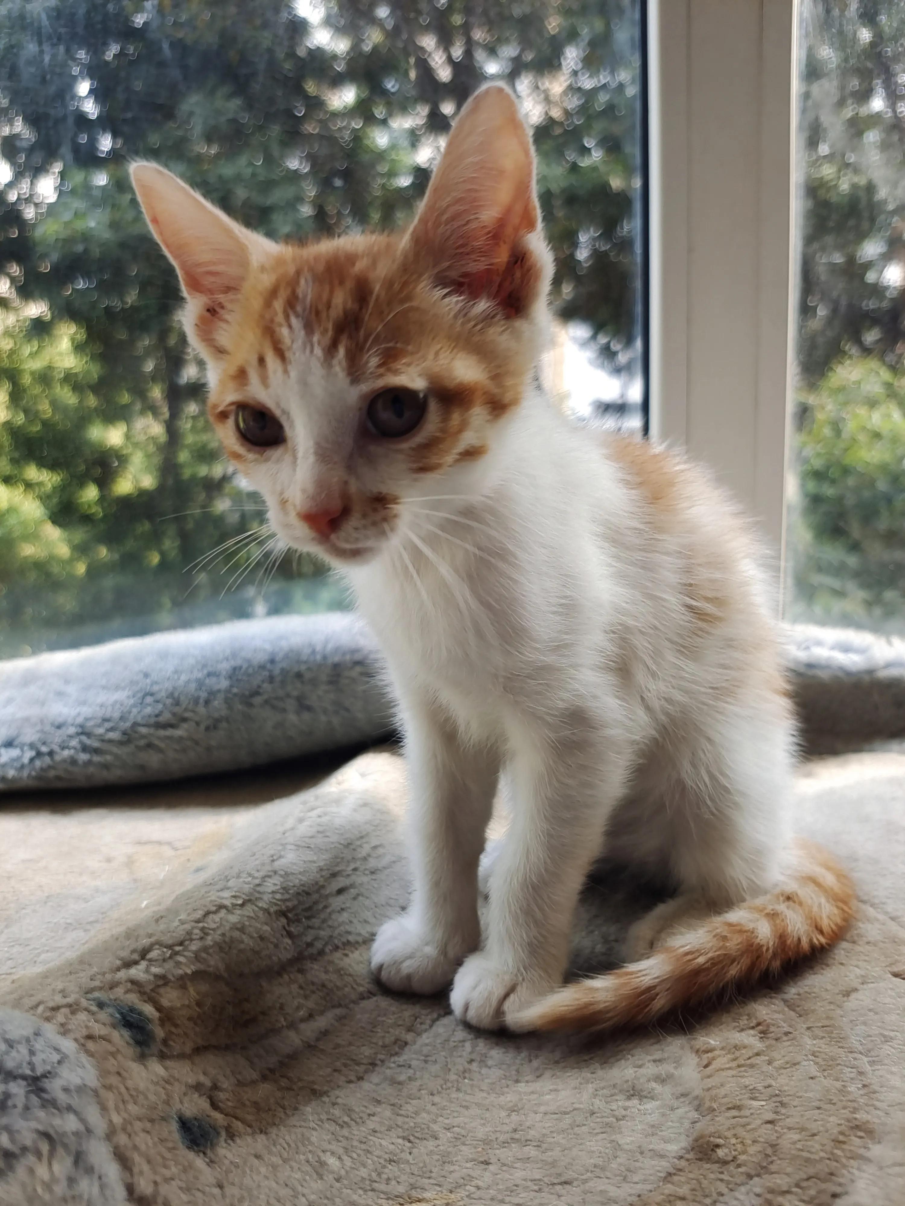 捡了一只小猫怎么养,又捡了一只小野猫怎么办