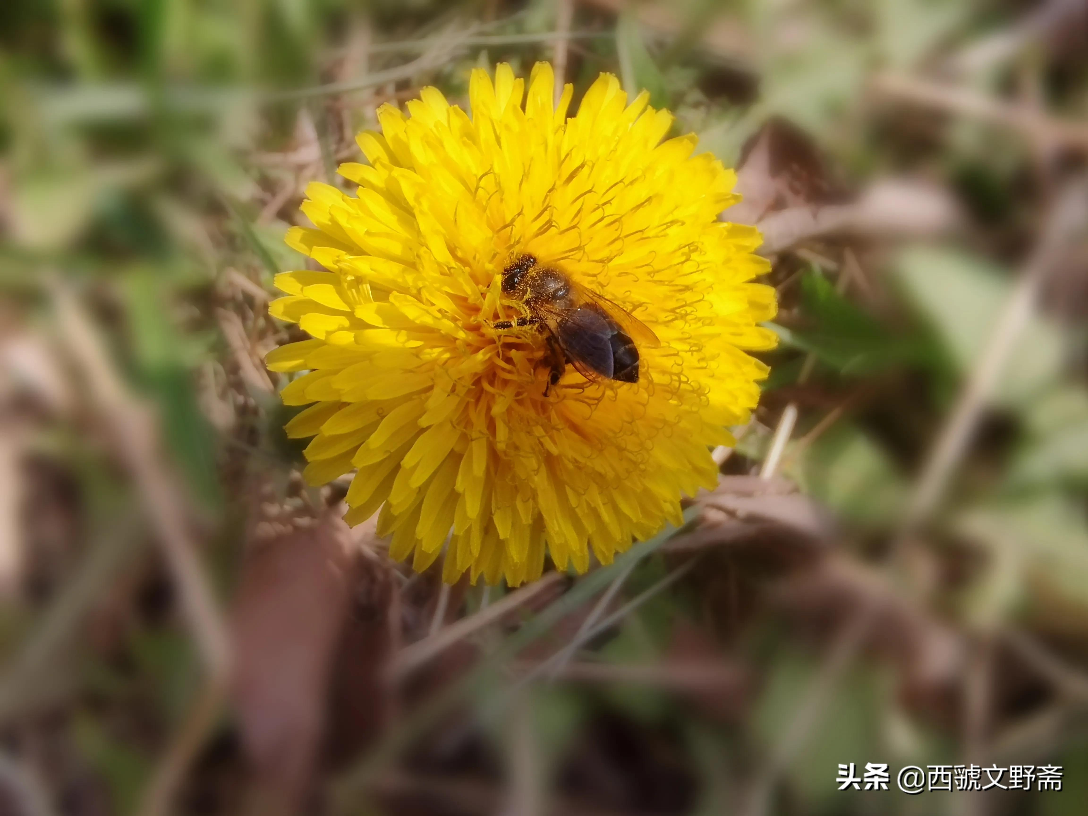 七律蜜蜂采花,咏蜜蜂七律