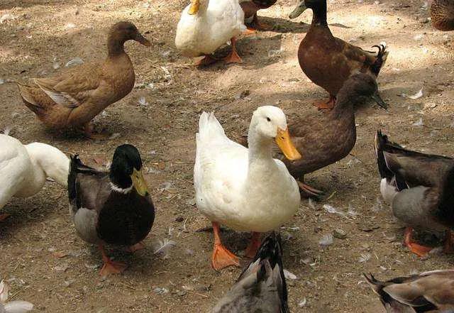 在农村搞养殖哪种可靠又赚钱,农村搞什么养殖不愁销路能赚钱