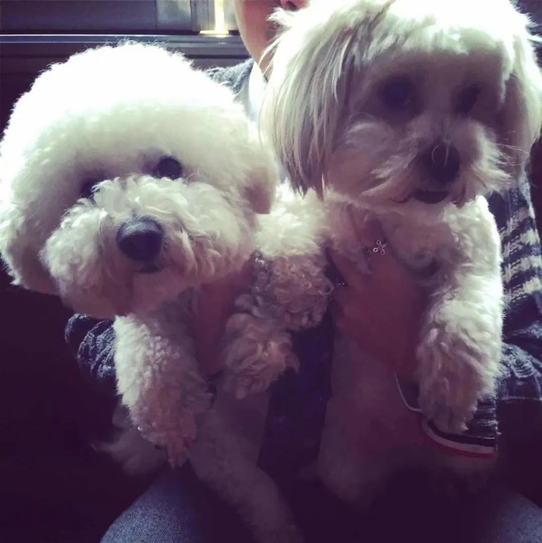 杭州市宠物殡葬服务,浙江宠物善终殡葬服务