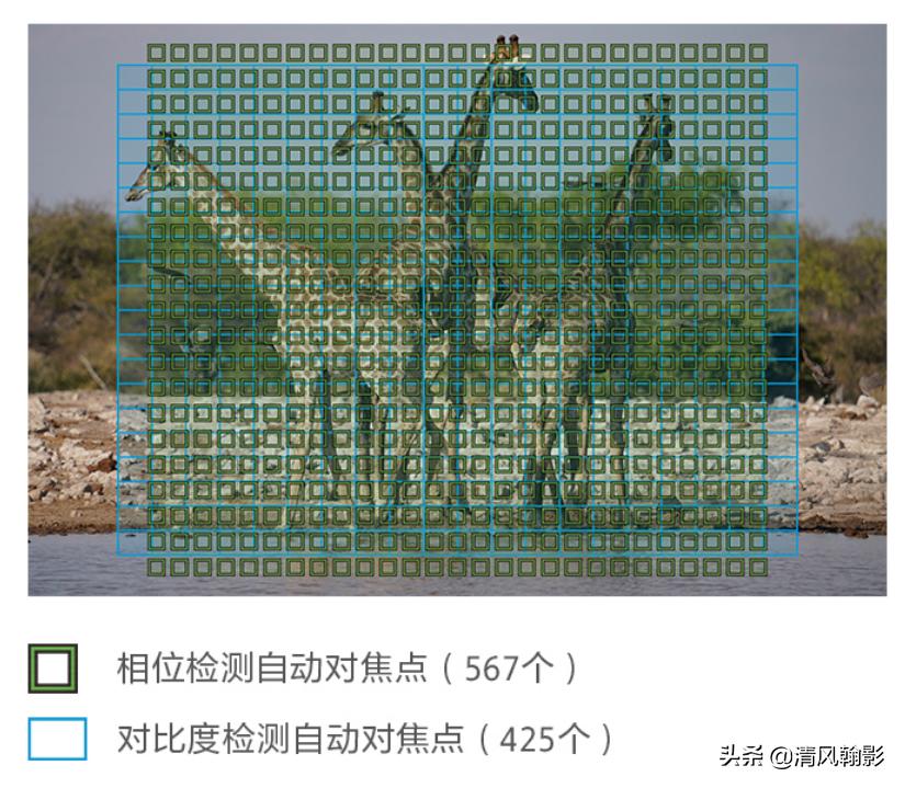 拍鸟什么微单相机合适,索尼a7r4深度拍摄感受