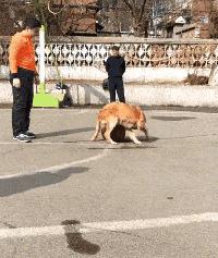 “老鼠贴粘到的，吃了不会犯法吧？”网友：争取死缓吧！哈哈哈