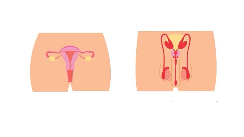 什么叫巨阴症能生育吗,巨阴症是什么病能治愈吗
