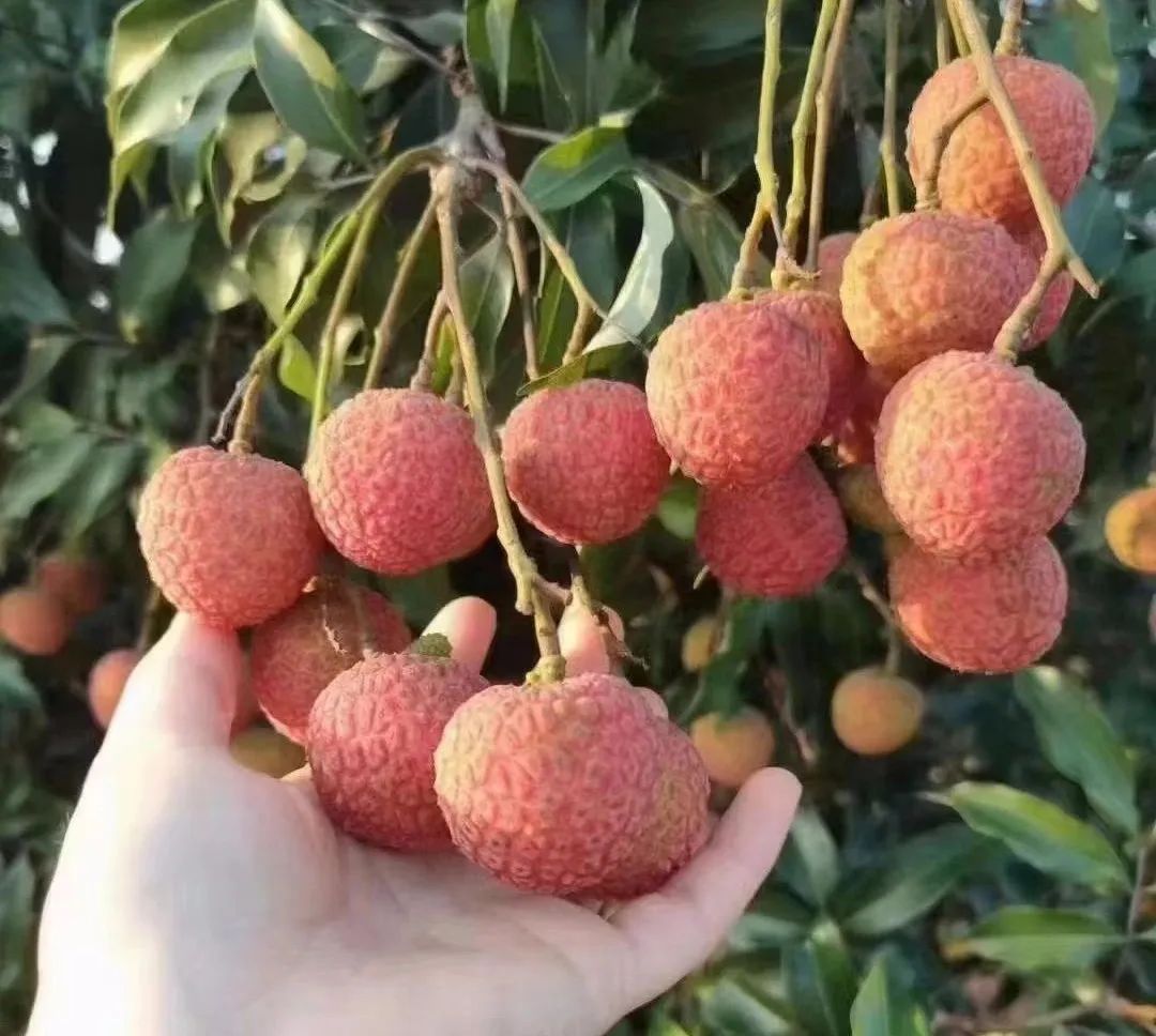 一棵大荔枝树一年能赚多少钱,一棵荔枝树卖几十万