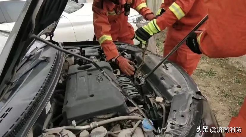 小区遇到“蜂”“蛇”别慌：绕开走，打119