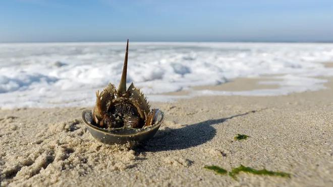 中华鲎的国家保护等级是多少,马蹄蟹是不是国家保护动物