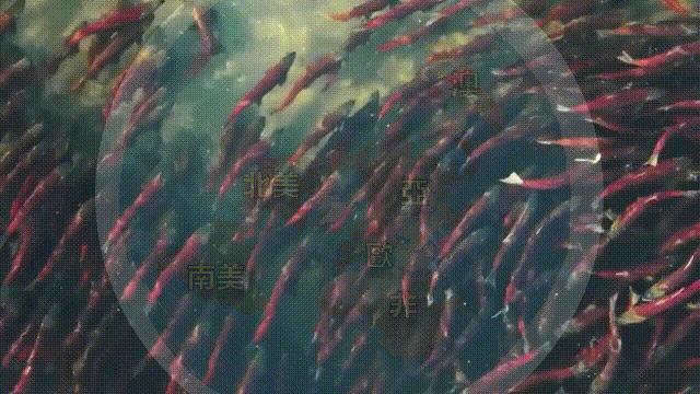 国内的假三文鱼是什么鱼,哪种才是真正的三文鱼