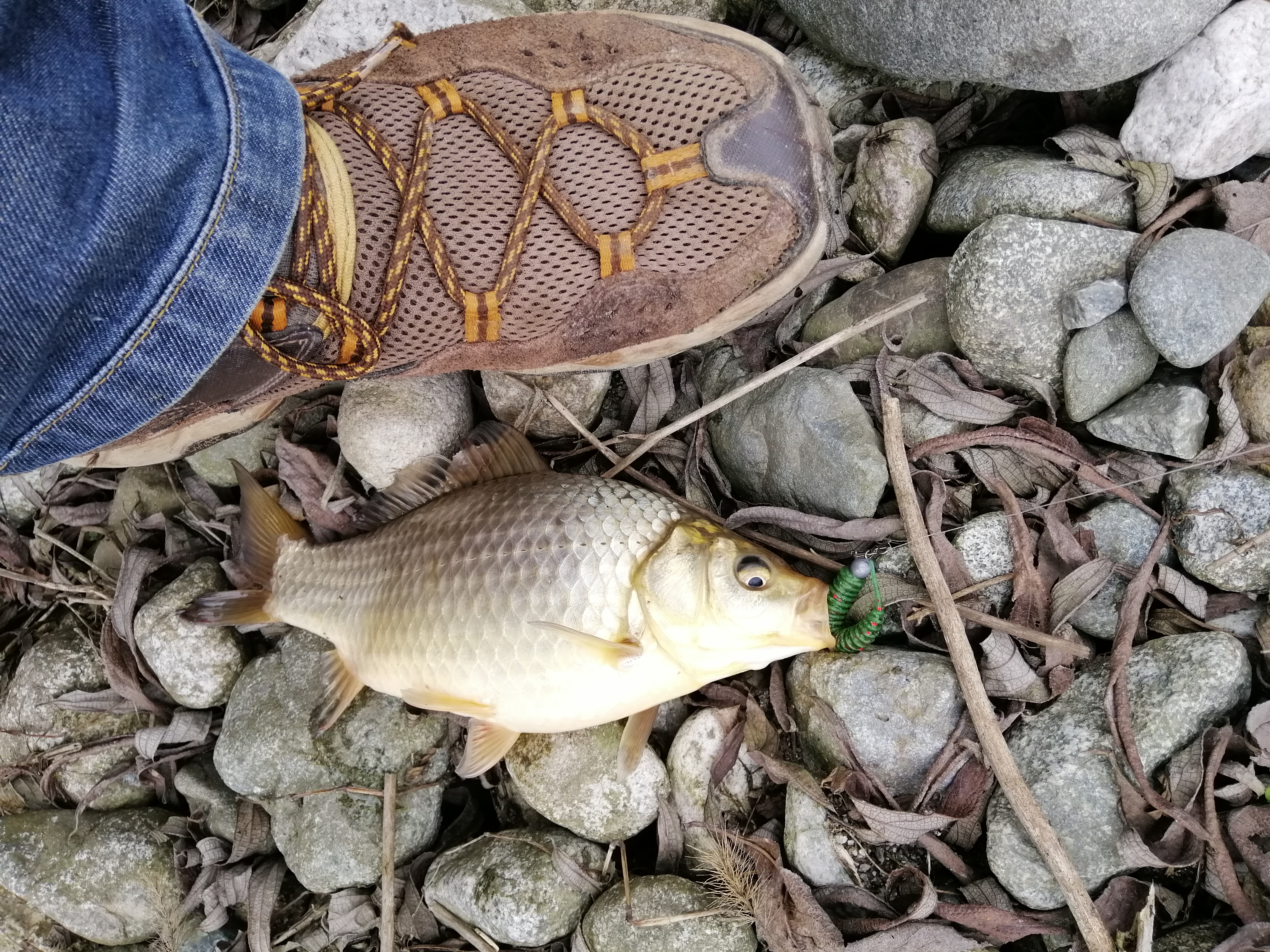 “种草”《大河恋》,解锁大虹鳟,也寻找着生命的意义