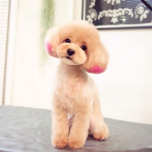 可爱的泰迪聪明,可爱的泰迪灰色