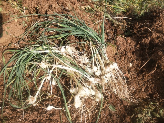 一味药把寒湿排出去,喝中药肚子胀气一招自然消除