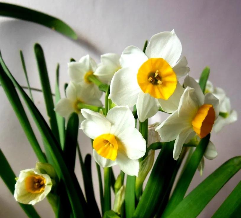 古诗词中的水仙花：飘零尘俗客再见水仙花