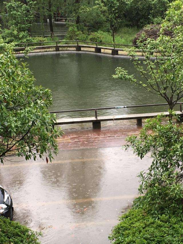 最近白蚁泛滥,上海白蚁是怎样形成的