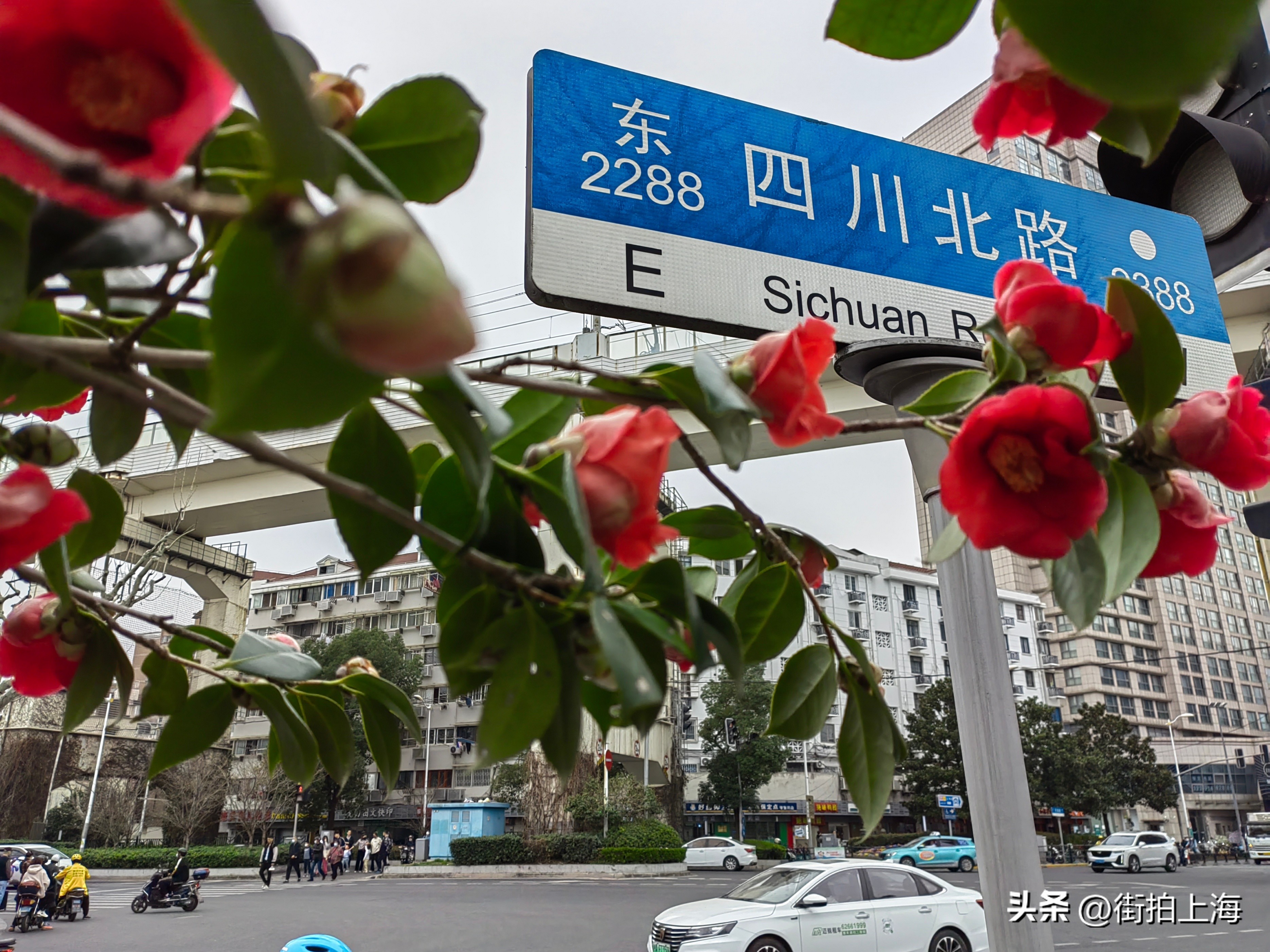 茶花绽放喜迎春,茶花争芳斗艳喜迎春