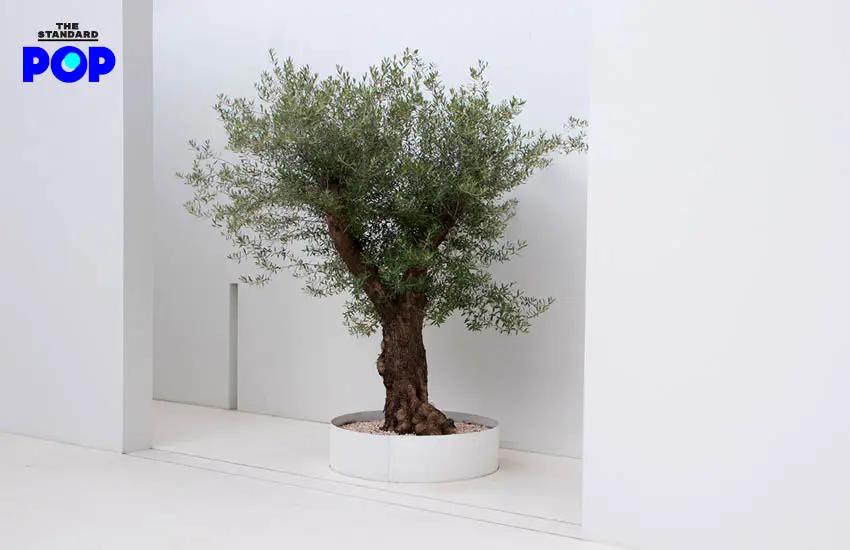 dash.space希望每个人都过简单生活的咖啡店