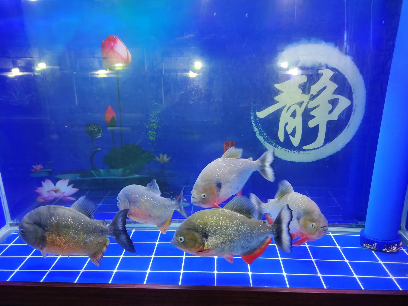 网上买观赏鱼用品,网上买观赏鱼需要处理吗