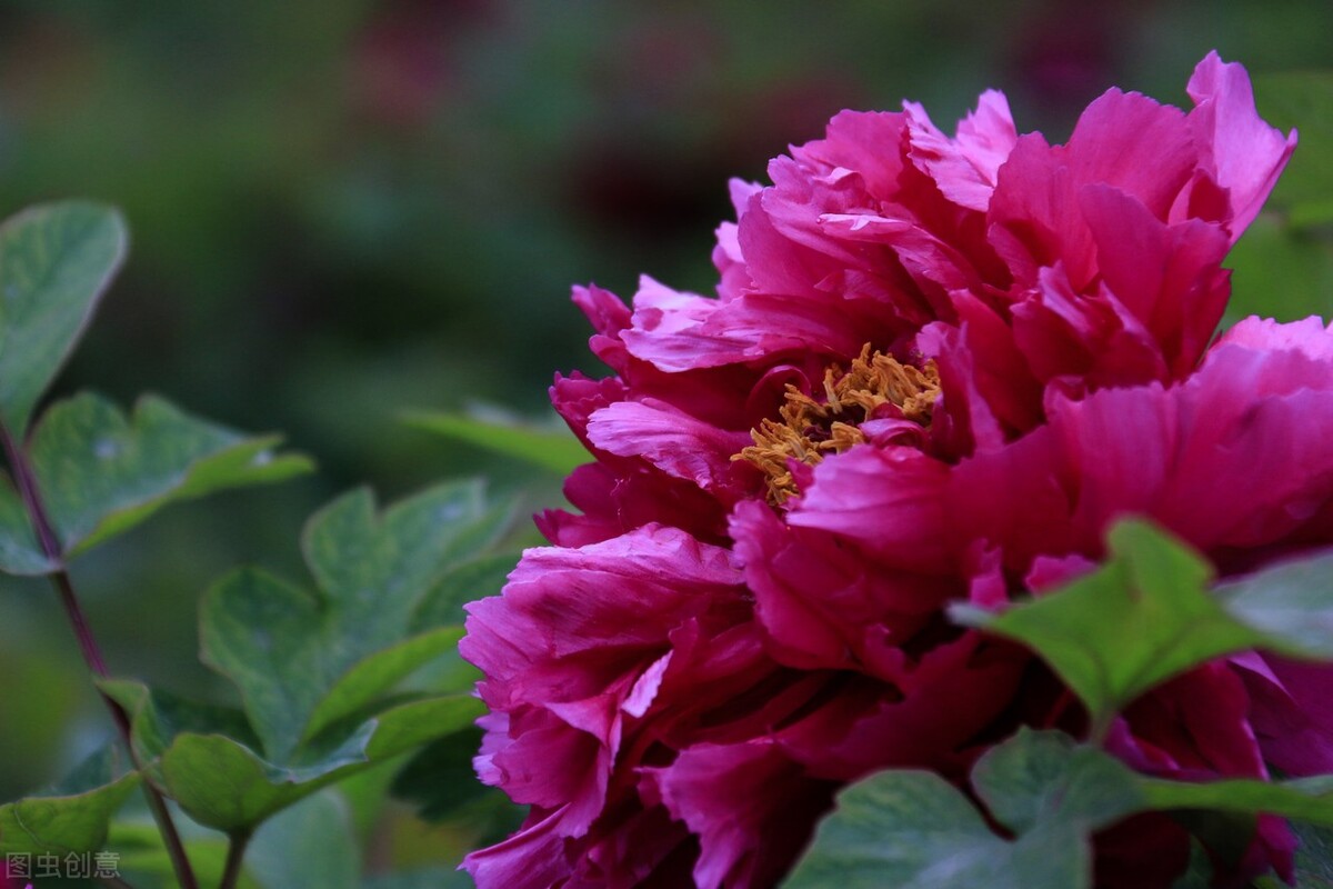 真正的中国国花是什么花,中国的国花是什么花官方认证