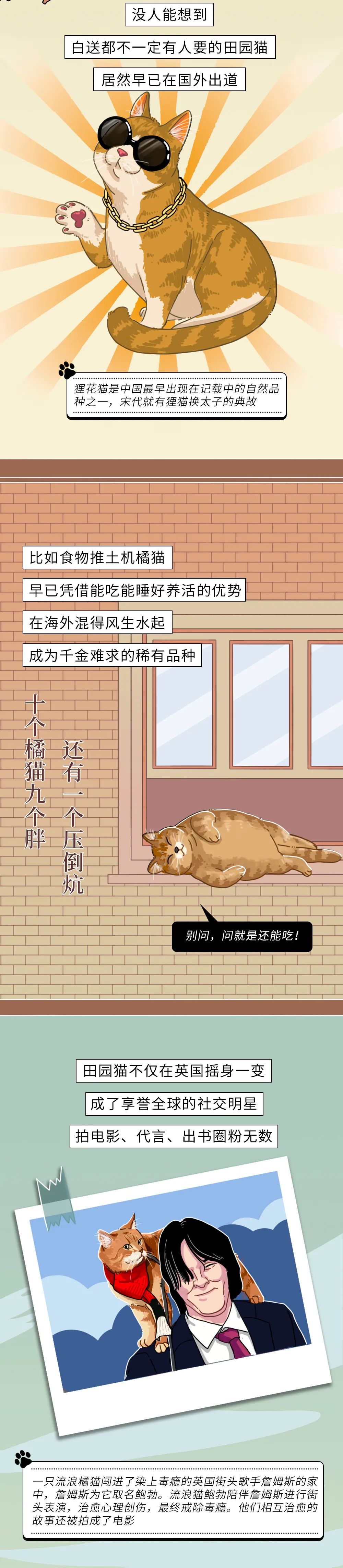 为什么中华田园猫会遭人嫌弃,盘点一下中华田园猫