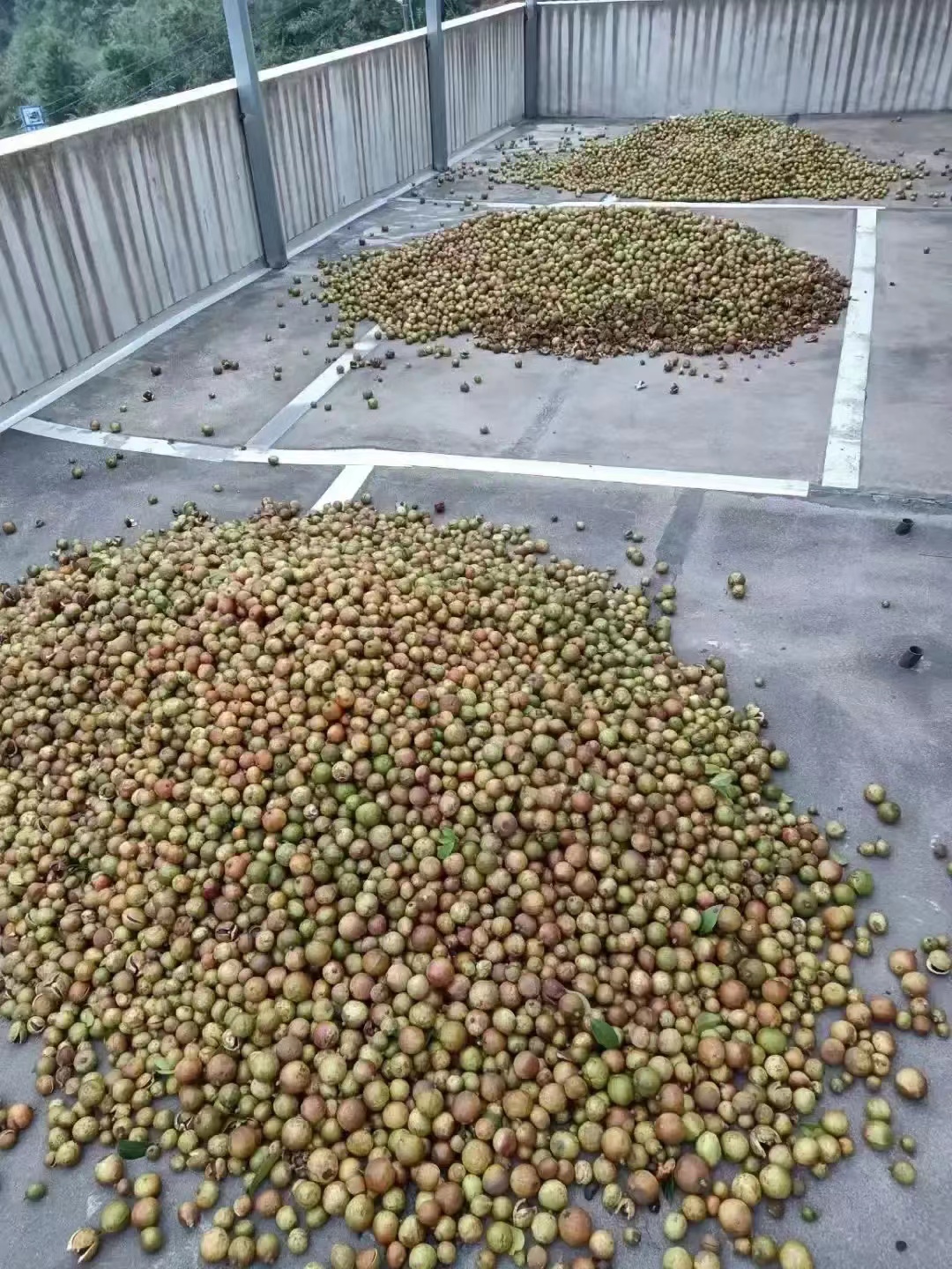 农村种植茶树的前景,种一亩茶树一年的收入多少钱