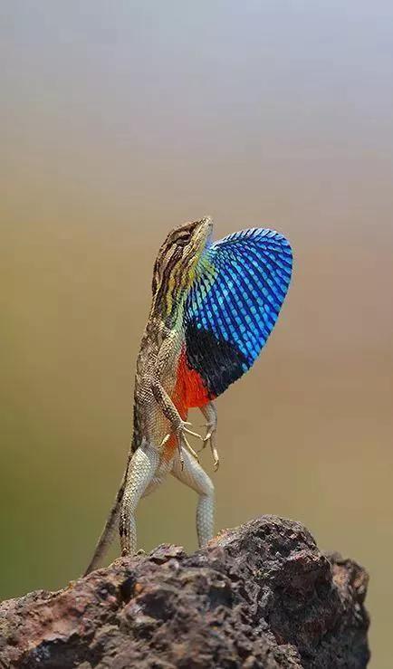 罕见绝美的小动物图片,罕见的动物有趣照片难得一见