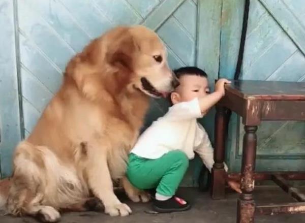 男童被狗咬掉颈,两岁儿童被狗狗咬了怎么办