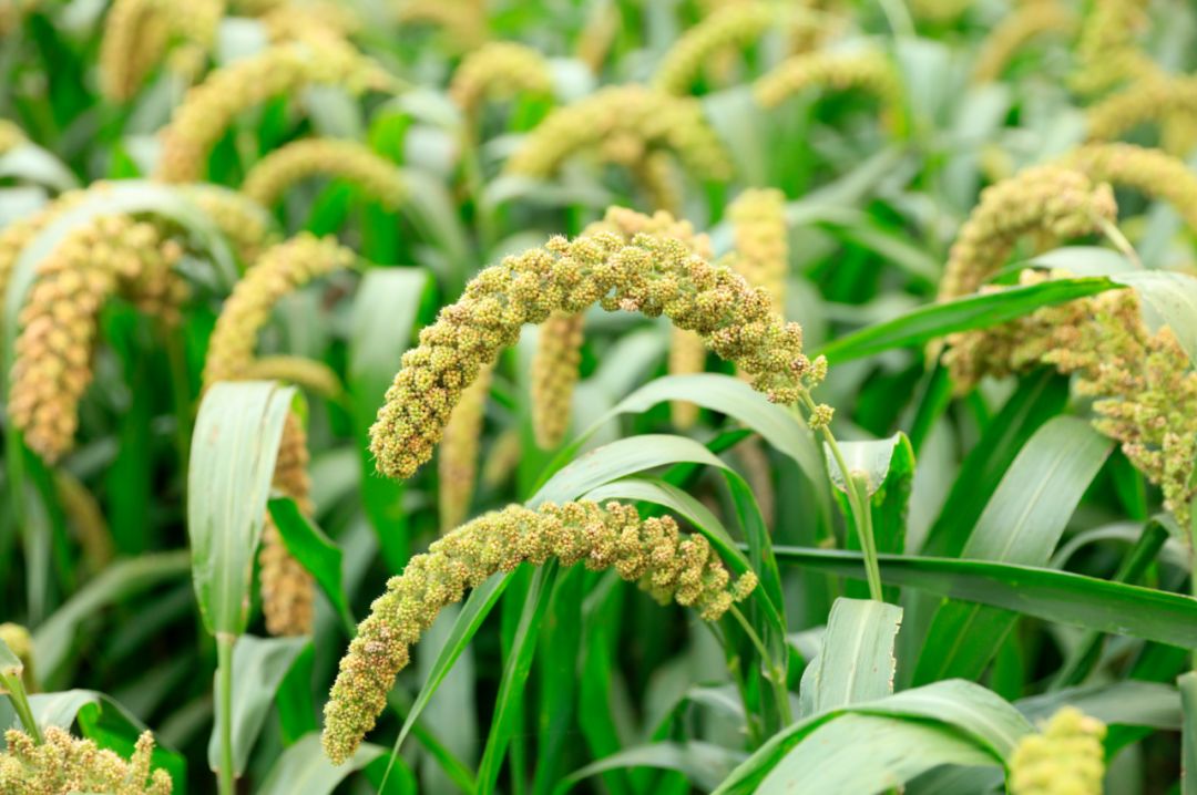 谷子的进化史,谷子的一生简介