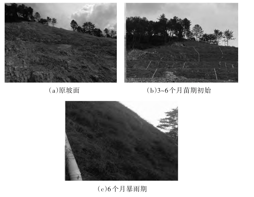 绿色生态公路建设,生态混凝土护坡技术与应用